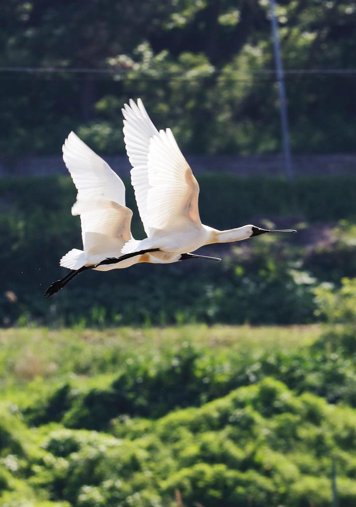 해병대2사단 볼음소초 4.jpg